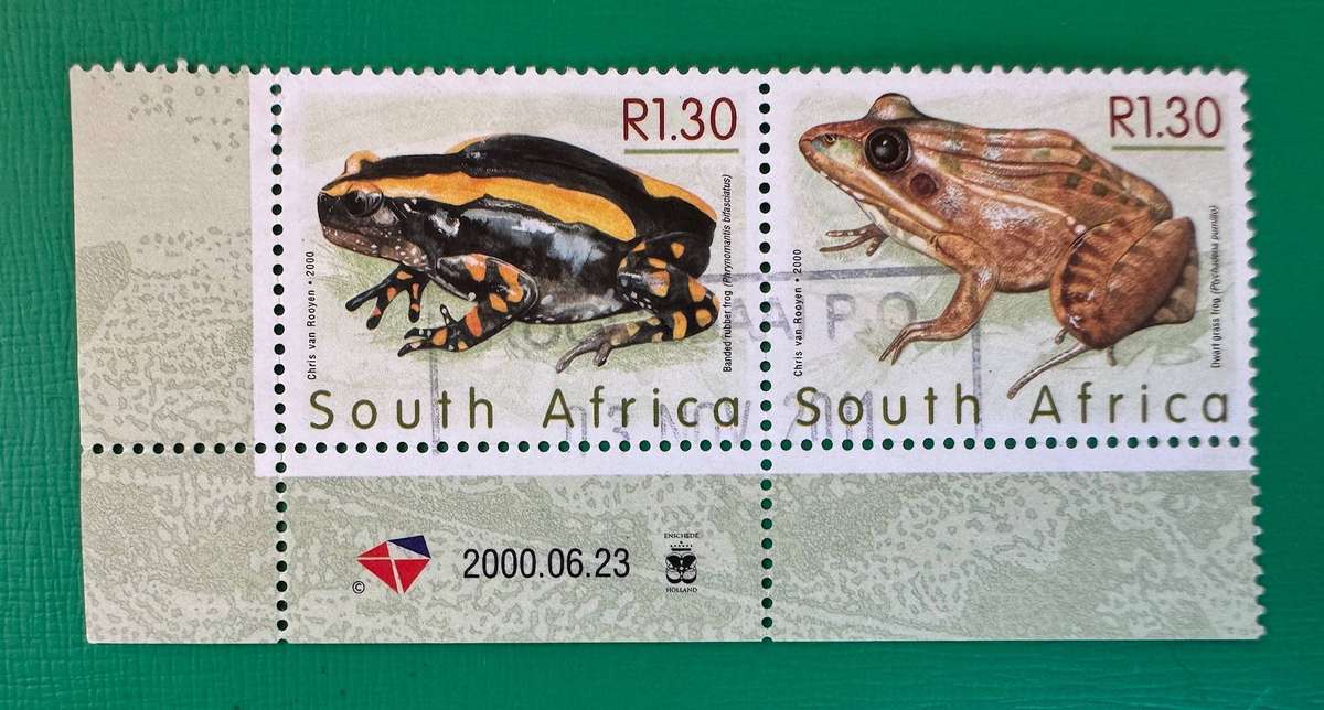 South Africa Frogs
