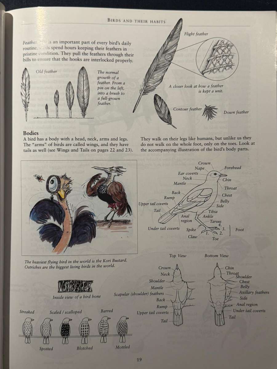 Birds for Beginners in Southern Africa