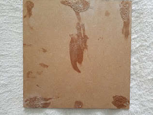 VINTAGE VW, "KOMBI FEVA" THEMED -  PRINT ON WOOD (MEDIUM)