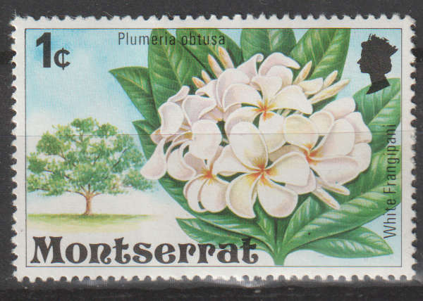 THEMATIC FLORA MONTSERRAT MM