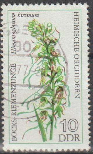THEMATIC FLOWERS DDR ULH