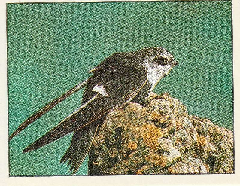 PANINI ANIMALS OF THE WORLD STICKER #111