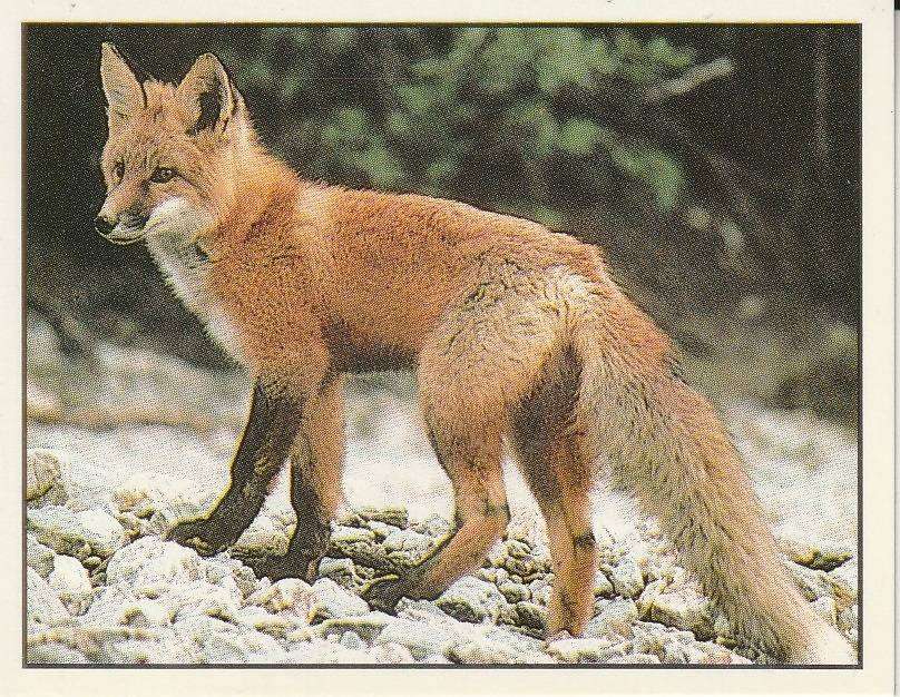 PANINI ANIMALS OF THE WORLD STICKER #115