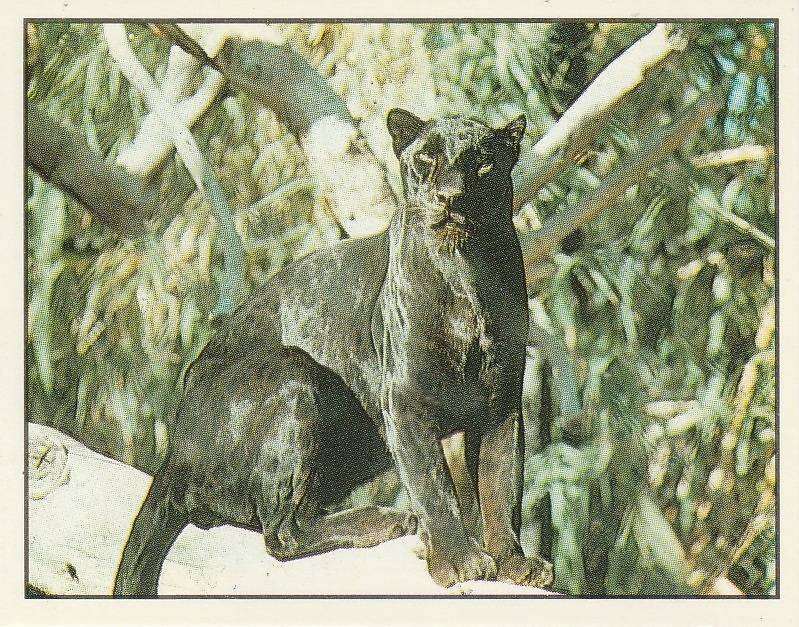 PANINI ANIMALS OF THE WORLD STICKER #117