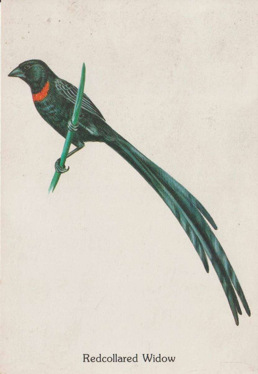 VINTAGE POST CARD SOUTH AFRICA