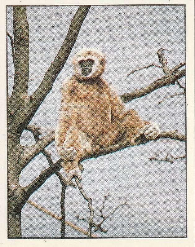 PANINI ANIMALS OF THE WORLD STICKER #122