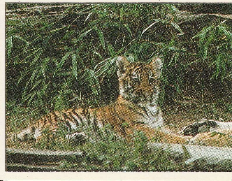 PANINI ANIMALS OF THE WORLD STICKER #125