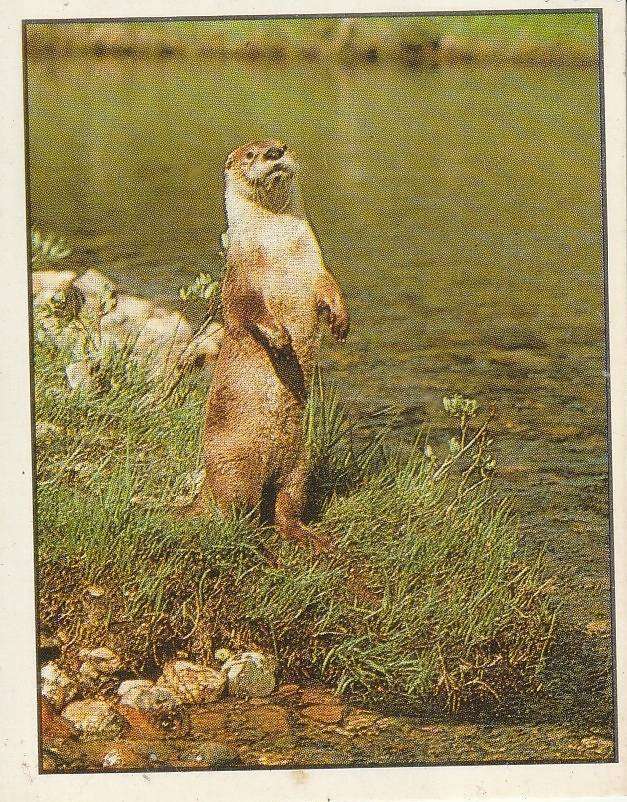PANINI ANIMALS OF THE WORLD STICKER #101