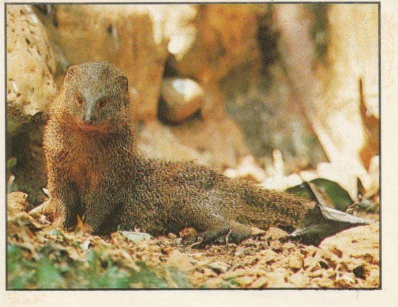 PANINI ANIMALS OF THE WORLD STICKER #131