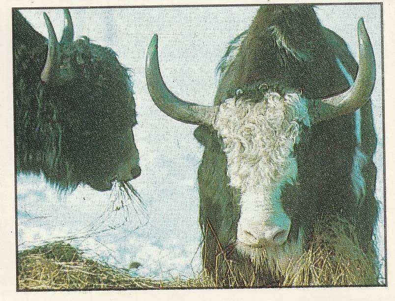 PANINI ANIMALS OF THE WORLD STICKER #137