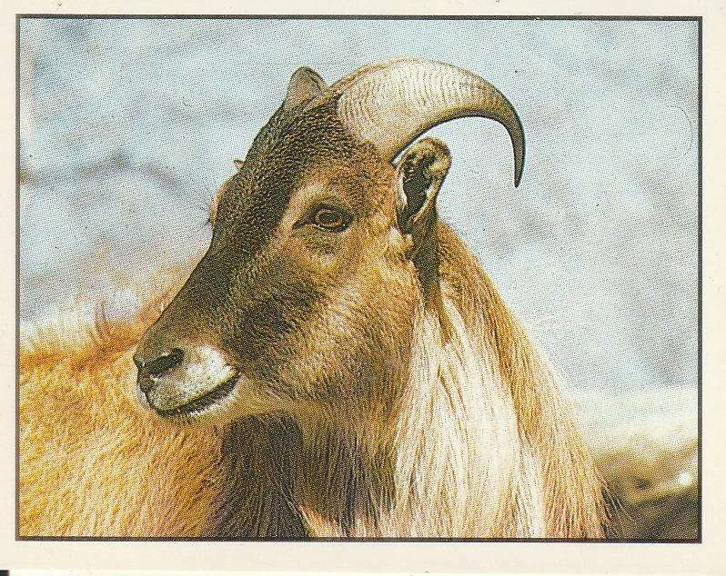 PANINI ANIMALS OF THE WORLD STICKER #138