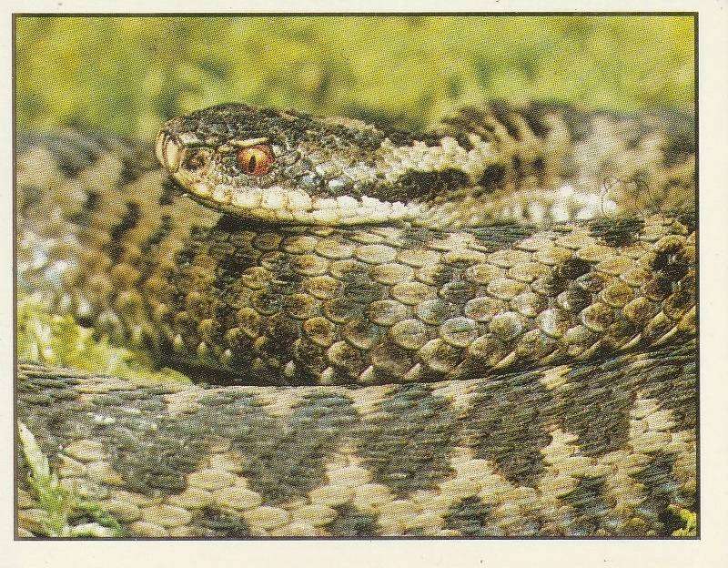 PANINI ANIMALS OF THE WORLD STICKER #102