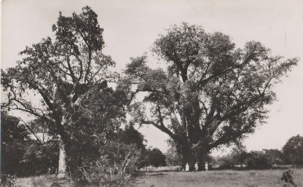 MINT POST CARD VICTORIA FALLS BIG TREE