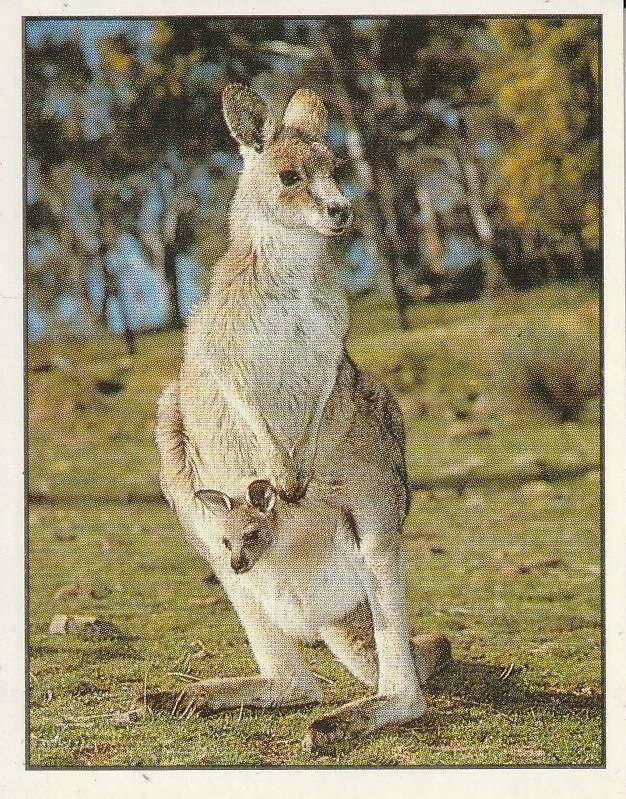 PANINI ANIMALS OF THE WORLD STICKER #143