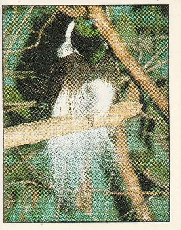 PANINI ANIMALS OF THE WORLD STICKER #146