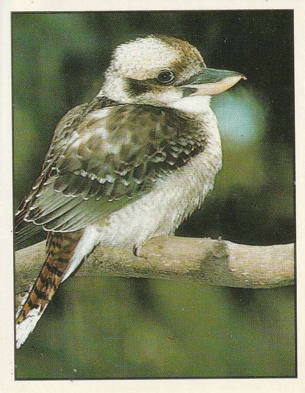 PANINI ANIMALS OF THE WORLD STICKER #147