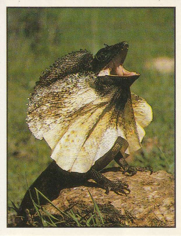 PANINI ANIMALS OF THE WORLD STICKER #150