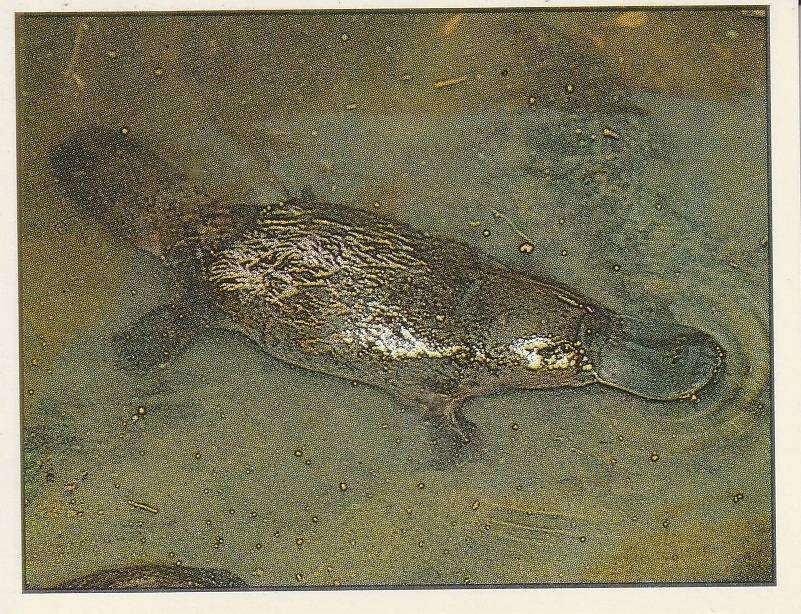 PANINI ANIMALS OF THE WORLD STICKER #152