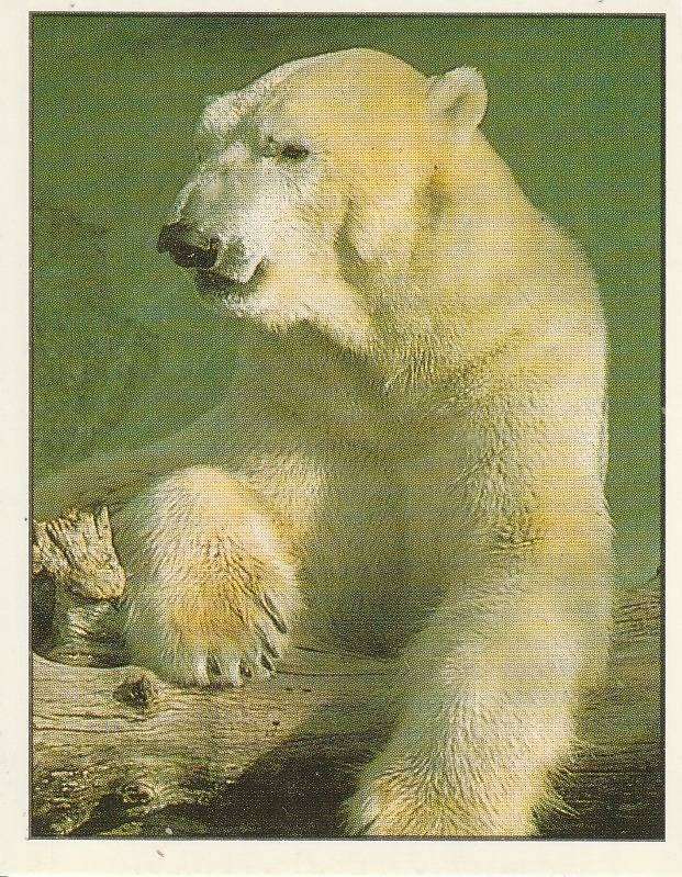 PANINI ANIMALS OF THE WORLD STICKER #153
