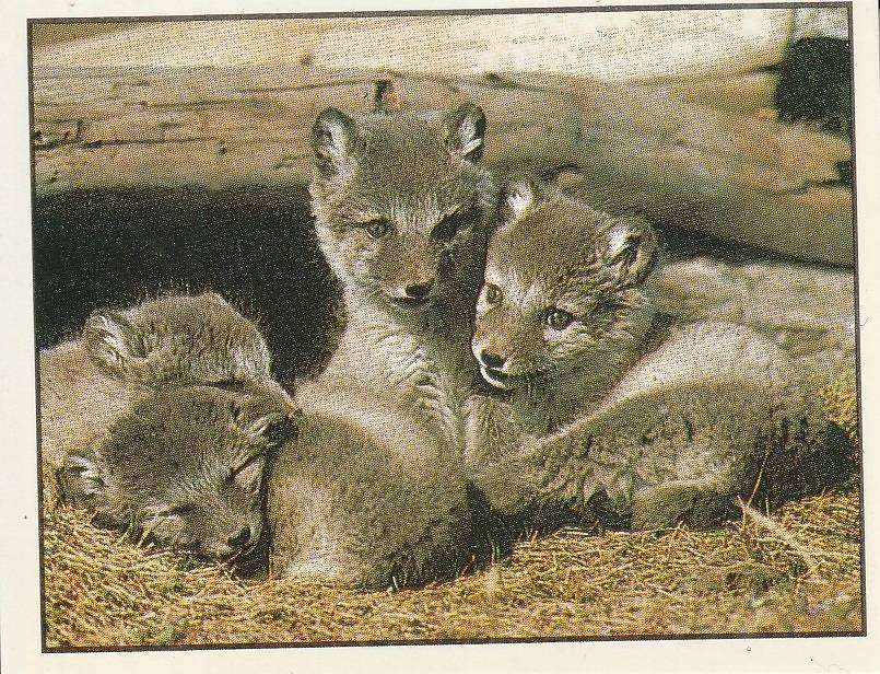 PANINI ANIMALS OF THE WORLD STICKER #155