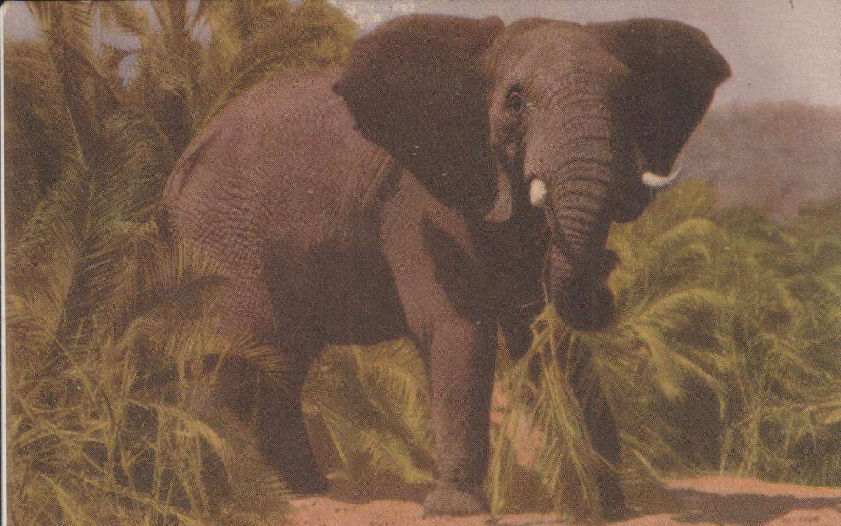 RSA VINTAGE POST CARD KRUGER NATIONAL PARK