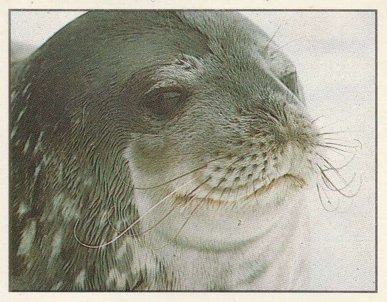 PANINI ANIMALS OF THE WORLD STICKER #163