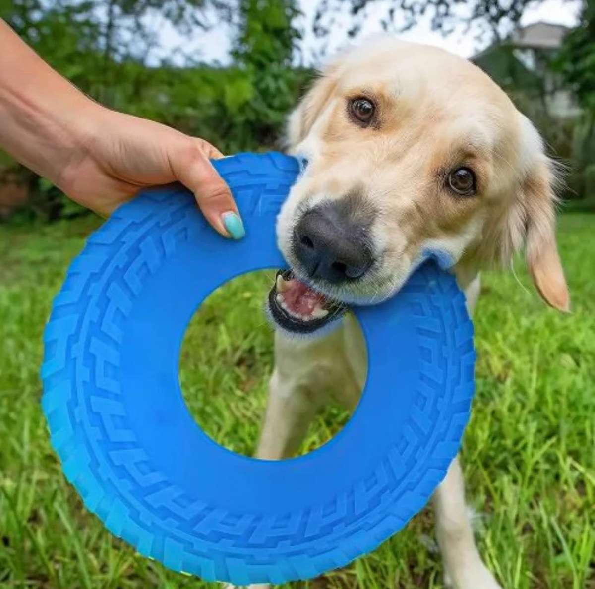 Pet Frisbee
