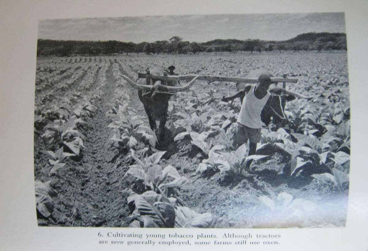 Leaf of Gold The Story of Rhodesian Tobacco Frank Clements & Edward Harben