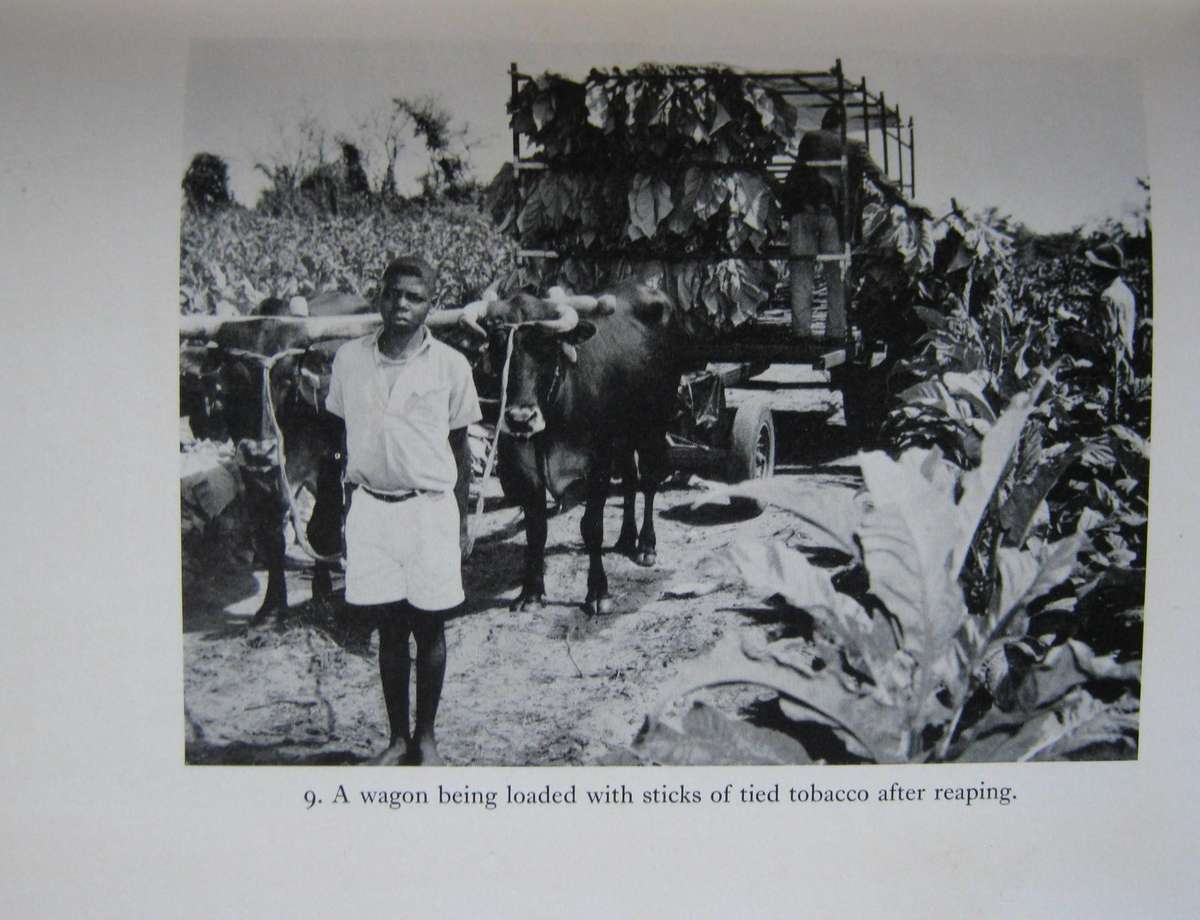 Leaf of Gold The Story of Rhodesian Tobacco Frank Clements & Edward Harben