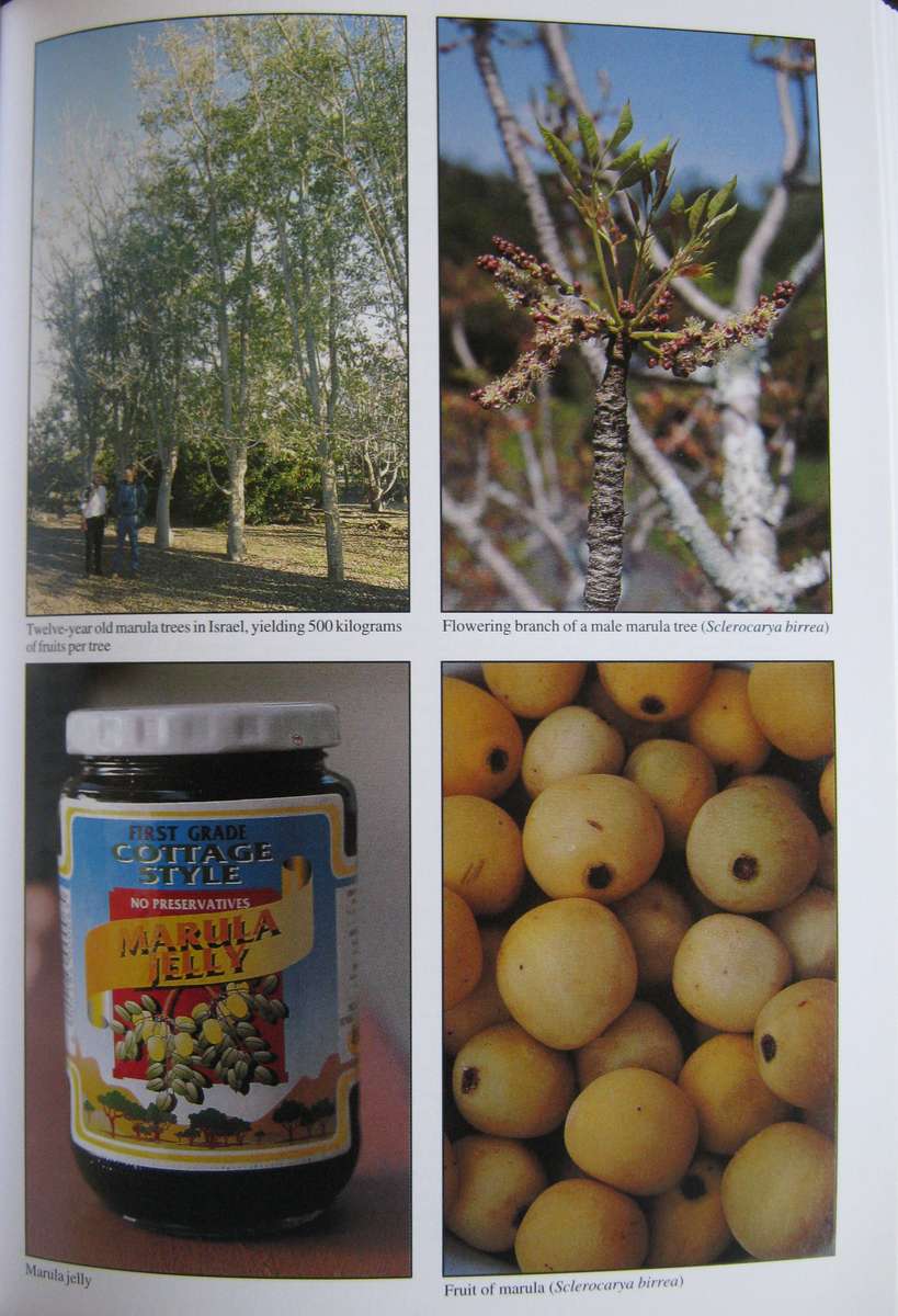 Peoples Plants  A Guide to Useful Plants of Southern Africa Ben-Erik van Wyk | Nigel Gericke