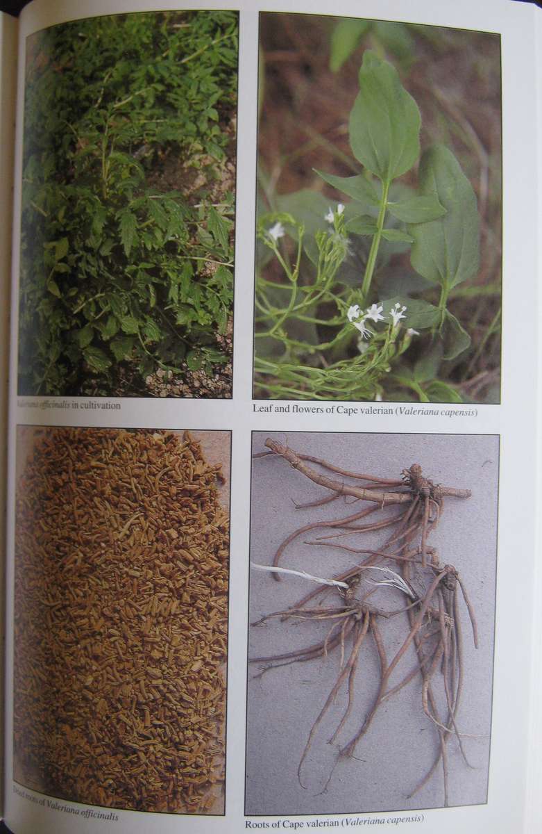 Peoples Plants  A Guide to Useful Plants of Southern Africa Ben-Erik van Wyk | Nigel Gericke