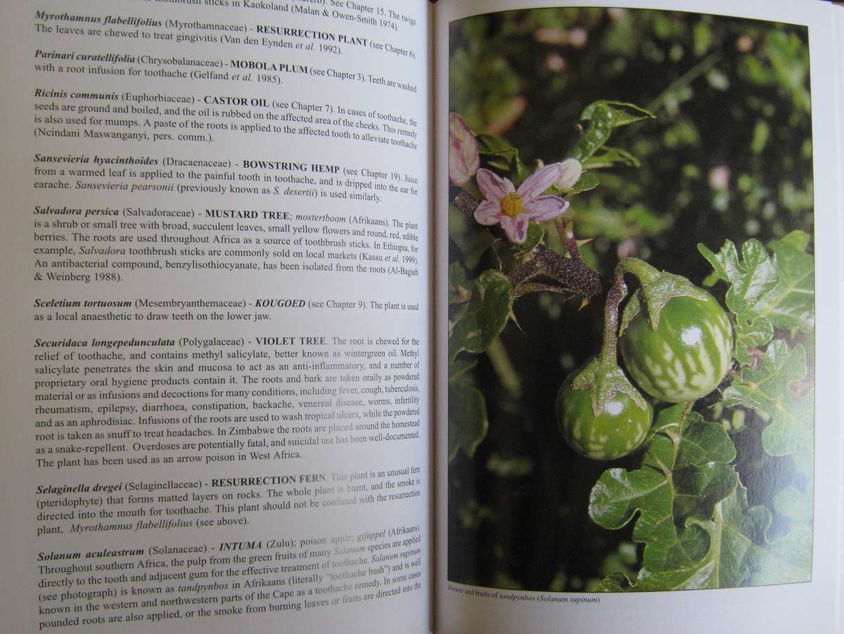 Peoples Plants  A Guide to Useful Plants of Southern Africa Ben-Erik van Wyk | Nigel Gericke