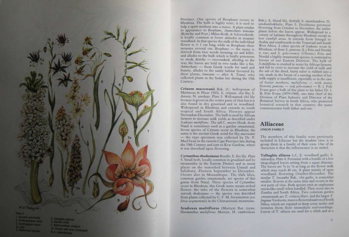 Rhodesian Wild Flowers H M Biegel | Margaret H Tredgold