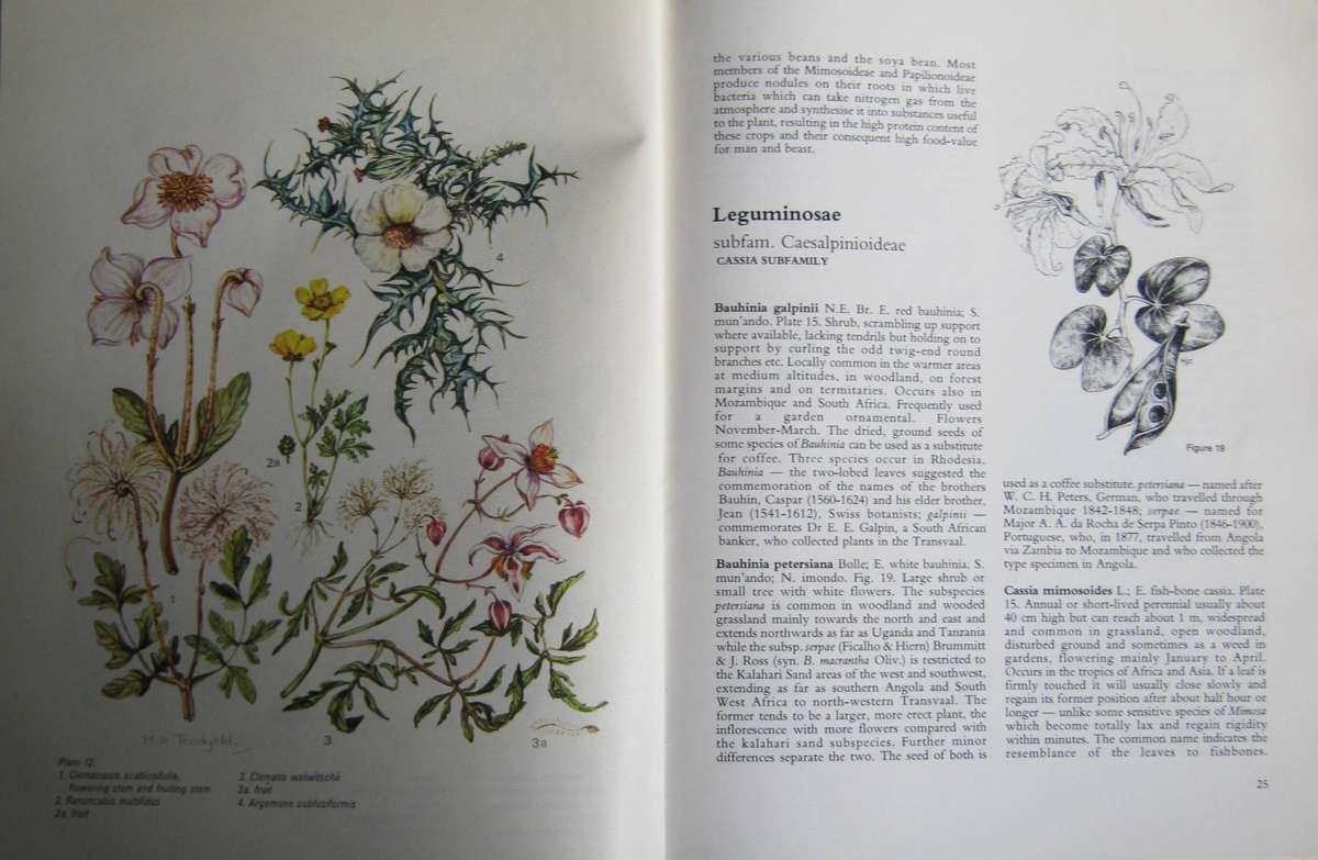 Rhodesian Wild Flowers H M Biegel | Margaret H Tredgold