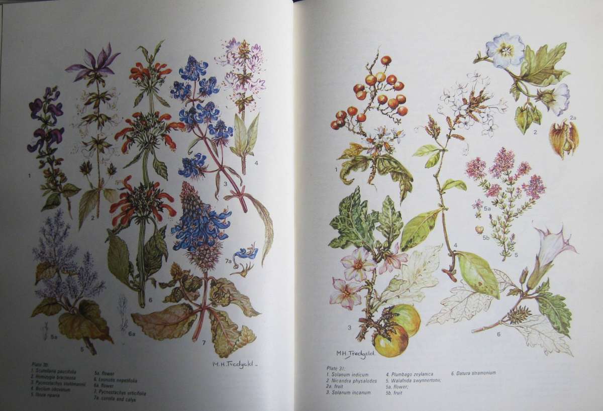 Rhodesian Wild Flowers H M Biegel | Margaret H Tredgold