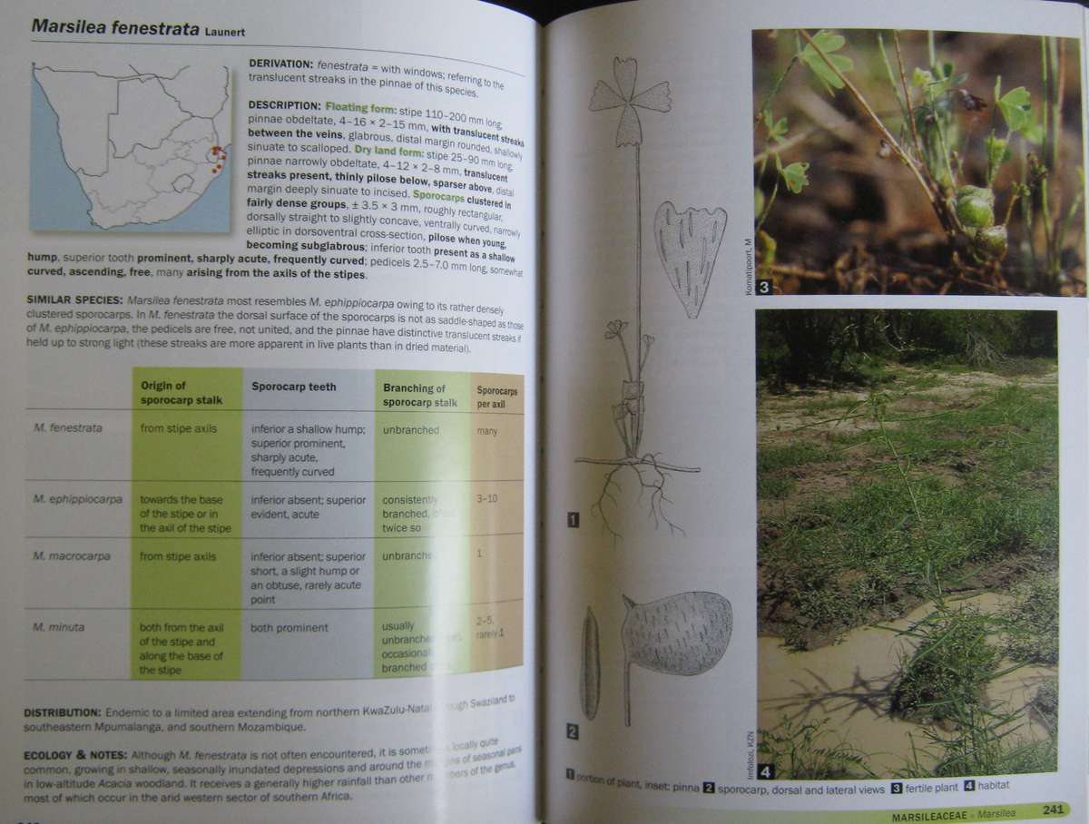 Ferns of Southern Africa: A Comprehensive Guide Neil R Crouch | Ronell R Klopper | John E Bu