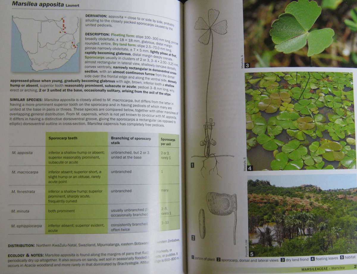 Ferns of Southern Africa: A Comprehensive Guide Neil R Crouch | Ronell R Klopper | John E Bu
