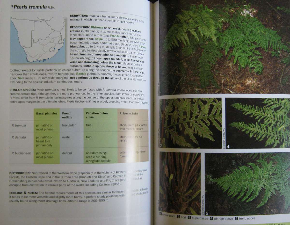 Ferns of Southern Africa: A Comprehensive Guide Neil R Crouch | Ronell R Klopper | John E Bu