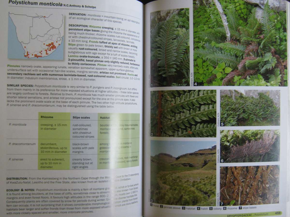 Ferns of Southern Africa: A Comprehensive Guide Neil R Crouch | Ronell R Klopper | John E Bu