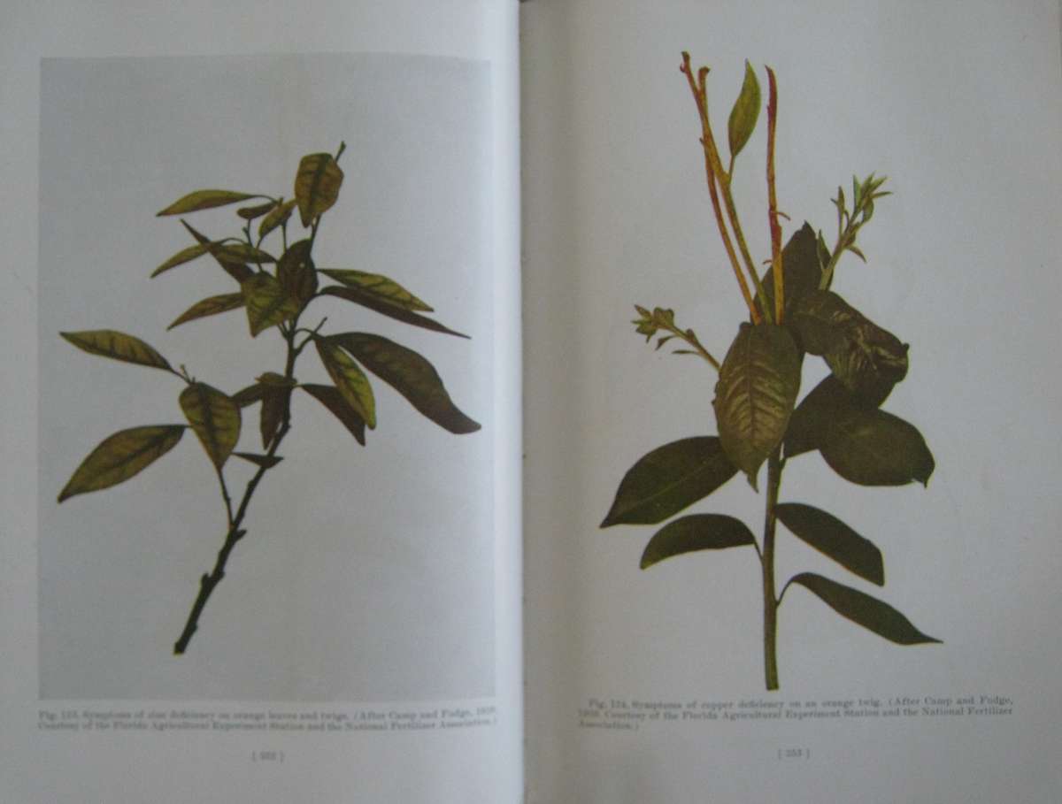 Hulpboek vir Boere in Suid-Afrika. The Citrus Industry