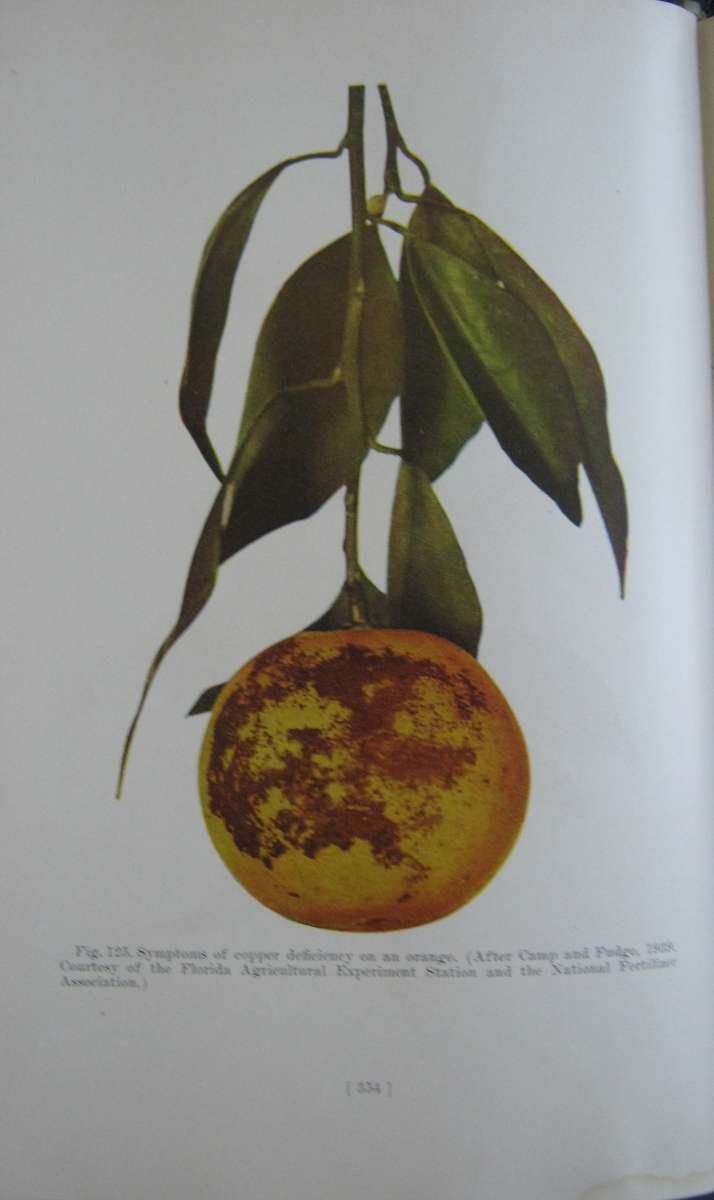 Hulpboek vir Boere in Suid-Afrika. The Citrus Industry