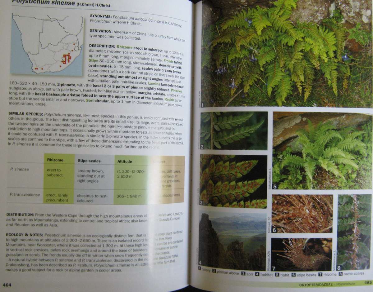 Ferns of Southern Africa: A Comprehensive Guide Neil R Crouch | Ronell R Klopper | John E Bu