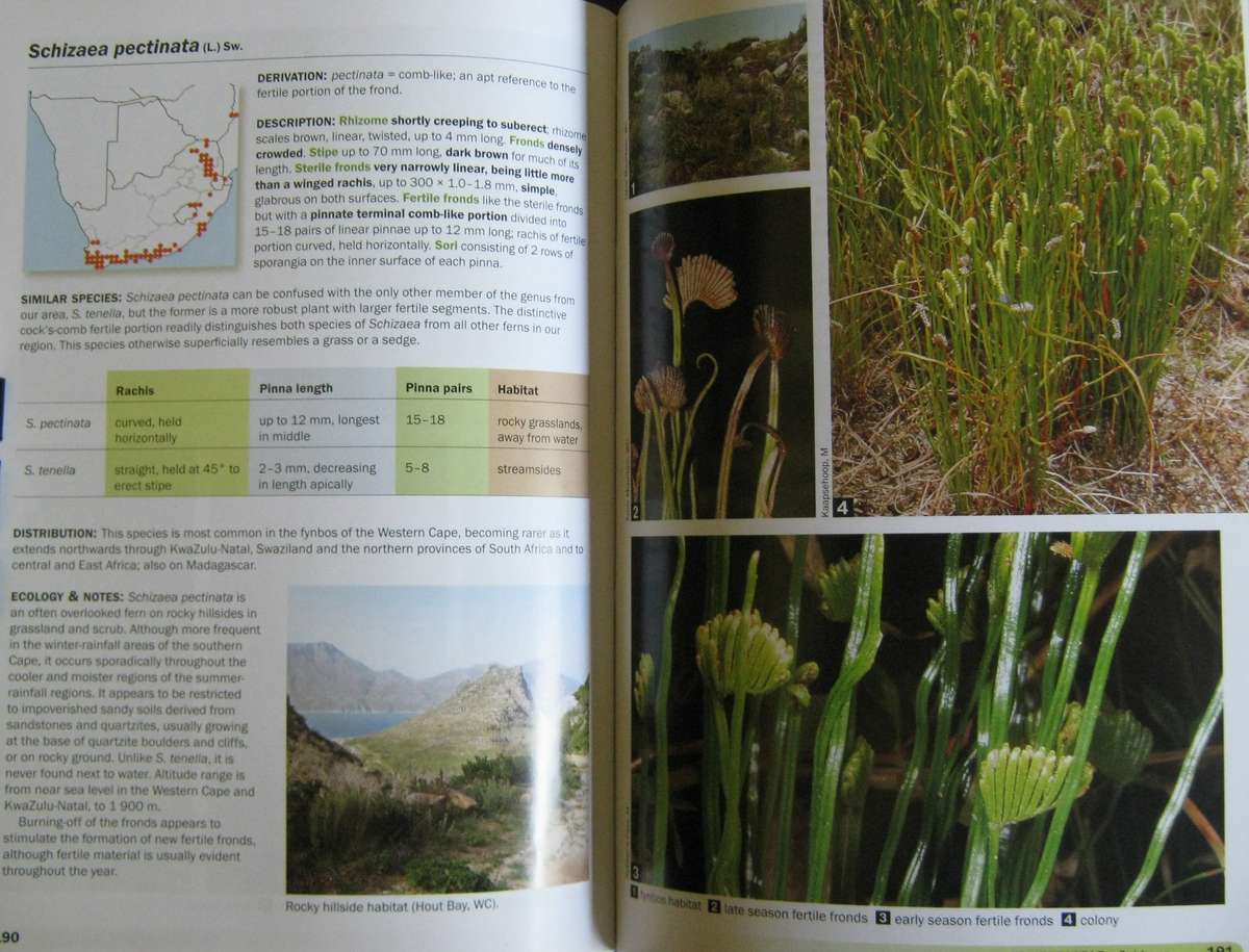 Ferns of Southern Africa: A Comprehensive Guide Neil R Crouch | Ronell R Klopper | John E Bu