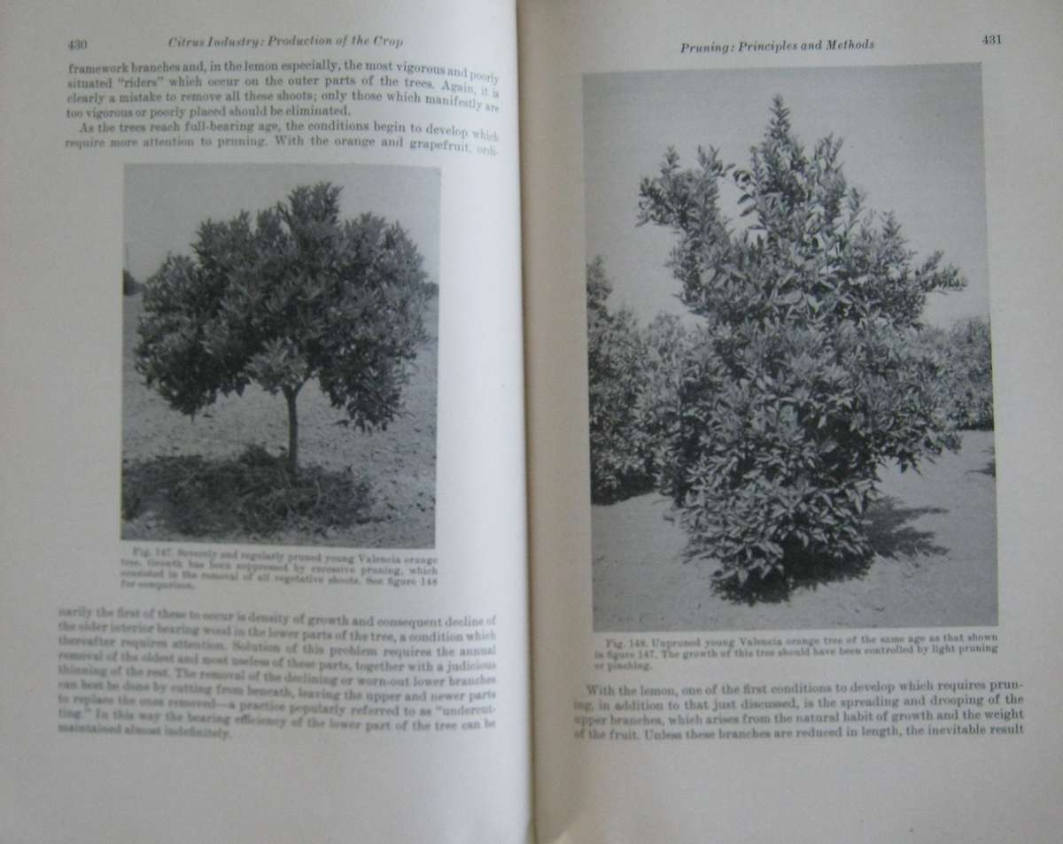 Hulpboek vir Boere in Suid-Afrika. The Citrus Industry