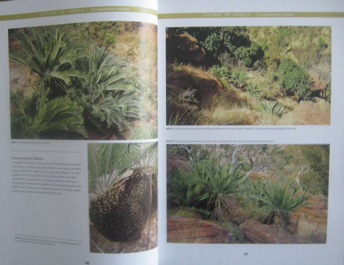 Cycads of Africa Volume 1 Douglas Goode
