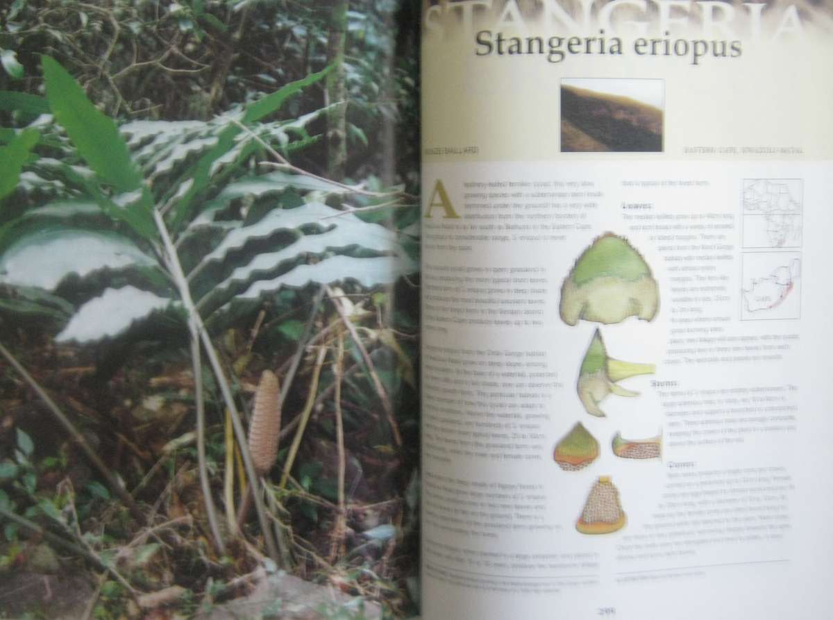 Cycads of Africa Volume 1 Douglas Goode