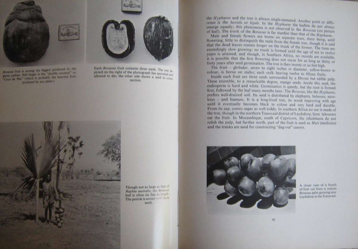 2 Palm Books: The Indigenous Palms of Southern Africa & Palms for Gardens in Southern Africa