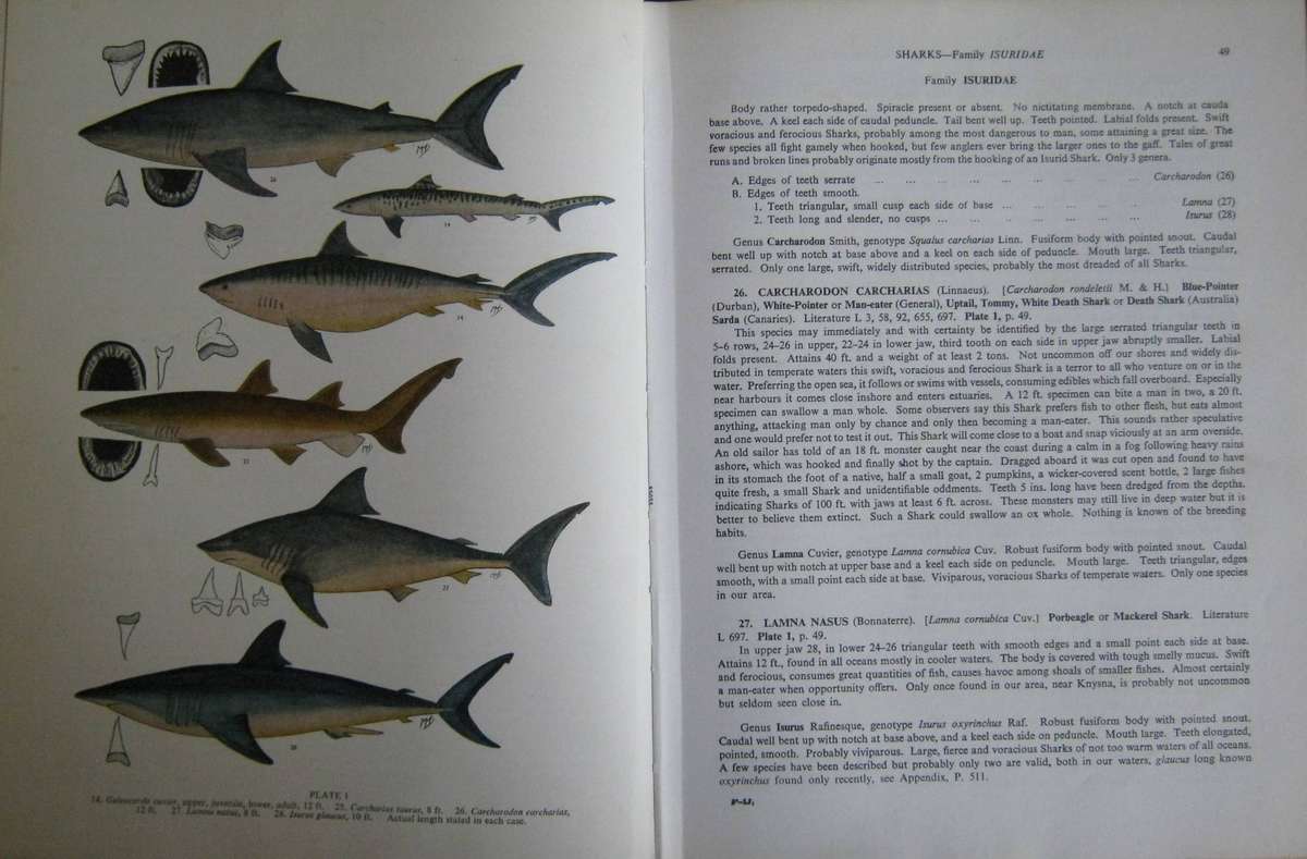 The Sea Fishes of Southern Africa J L B Smith