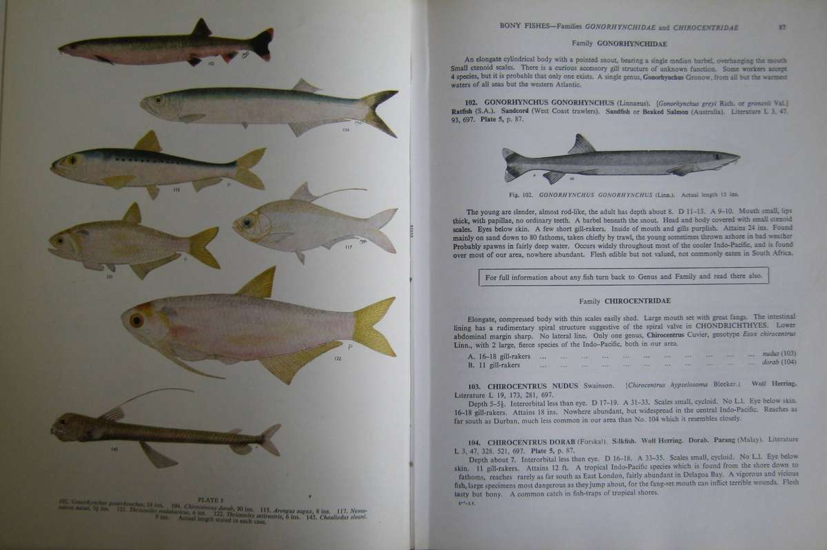 The Sea Fishes of Southern Africa J L B Smith