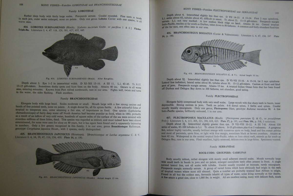 The Sea Fishes of Southern Africa J L B Smith